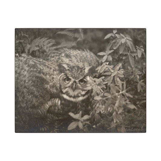 Great Horned Owl Matte Canvas Wall Art — Vintage Nature Photography Print
