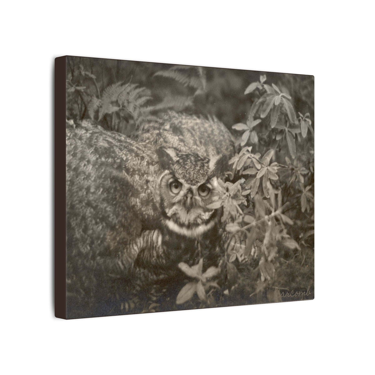 Midnight Birch Studio — "The Watchful Companion" 1930s Owl Stretched Canvas